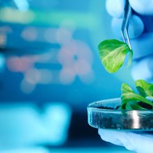 A scientist not in frame is holding a plant leave with forceps in one hand and a petri dish with more leaves in the other.